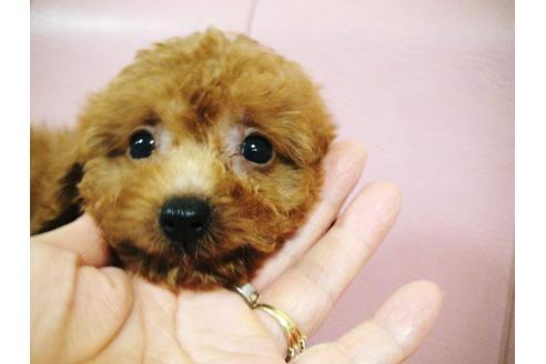 成約済の兵庫県のトイプードル-22172の2枚目