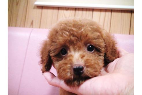 成約済の兵庫県のトイプードル-22173の2枚目