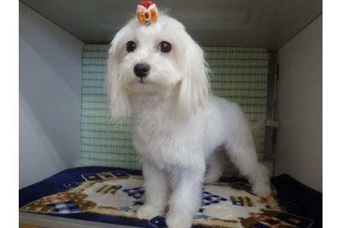 販売中のマルチーズの親犬