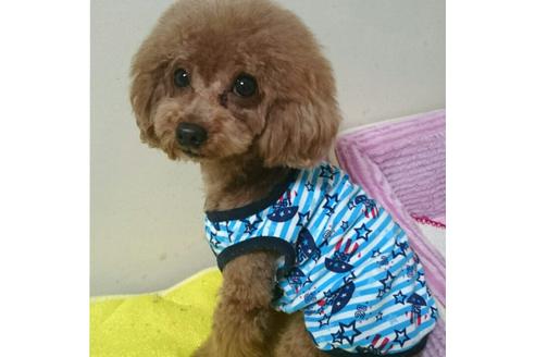 販売中のトイプードルの親犬