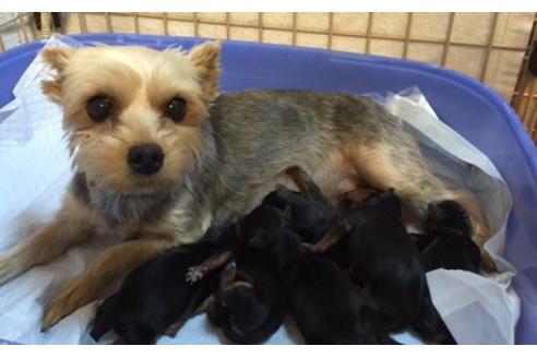 販売中のヨークシャーテリアの親犬