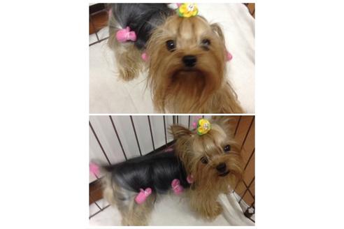 販売中のヨークシャーテリアの親犬