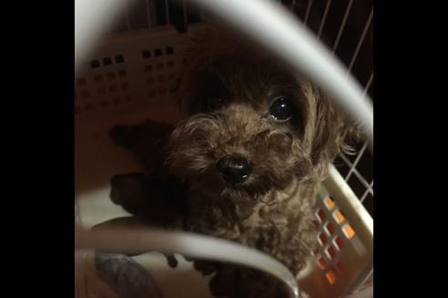 販売中のトイプードルの親犬