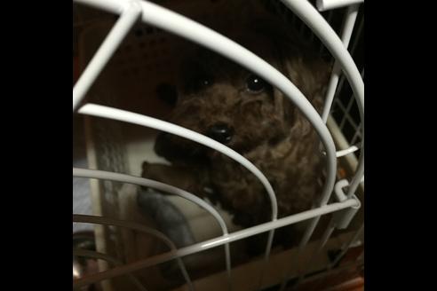 販売中のトイプードルの親犬