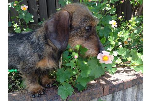 販売中のカニンヘンダックスフンドの親犬