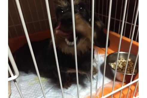 販売中のカニンヘンダックスフンドの親犬