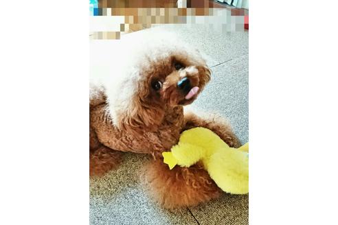 販売中のトイプードルの親犬