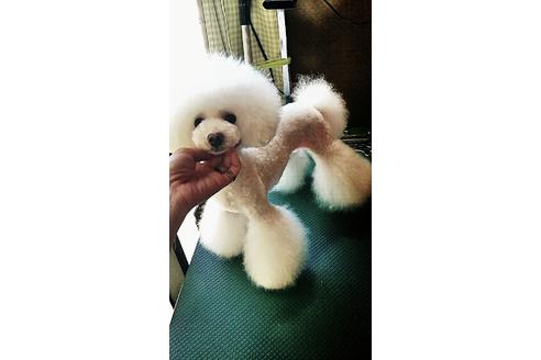 販売中のトイプードルの親犬
