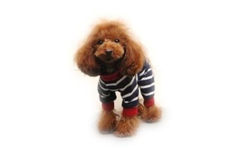 販売中のトイプードルの親犬