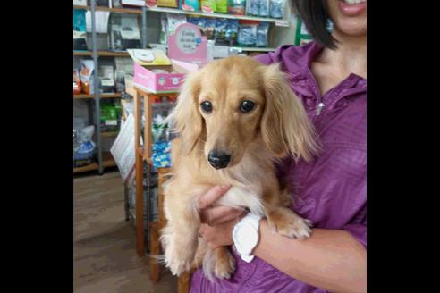 販売中のカニンヘンダックスフンドの親犬