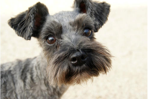 販売中のミニチュアシュナウザーの親犬