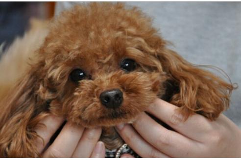 販売中のトイプードルの親犬