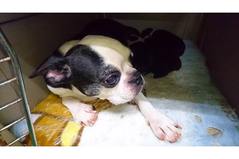 販売中のボストンテリアの親犬