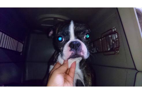 販売中のボストンテリアの親犬