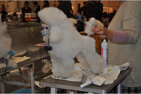 販売中のトイプードルの親犬