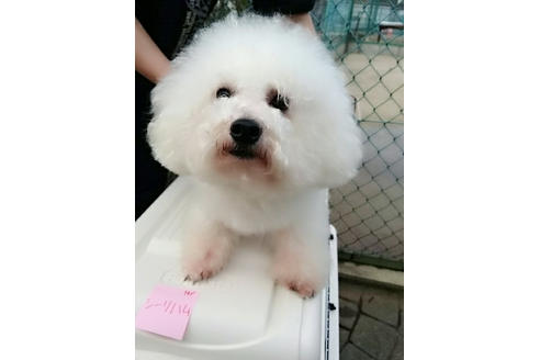 販売中のビションフリーゼの親犬