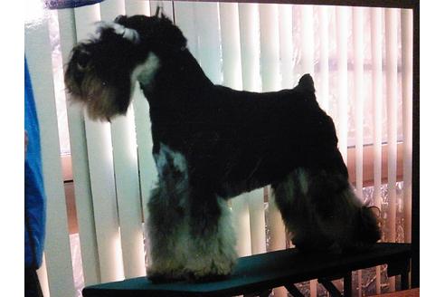 販売中のミニチュアシュナウザーの親犬