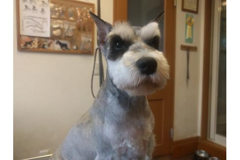 販売中のミニチュアシュナウザーの親犬