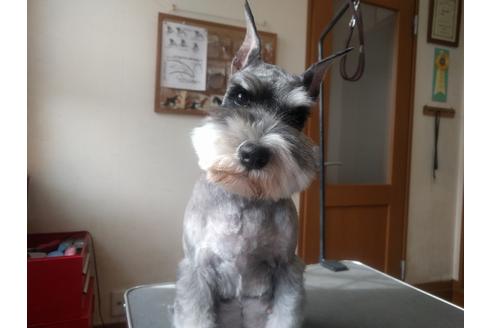 販売中のミニチュアシュナウザーの親犬