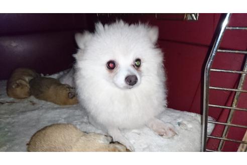 販売中のポメラニアンの親犬