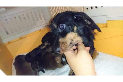 販売中のミニチュアダックスフンドの親犬