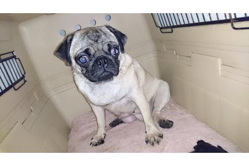 販売中のパグの親犬