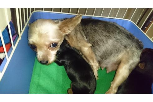 販売中のヨークシャーテリアの親犬