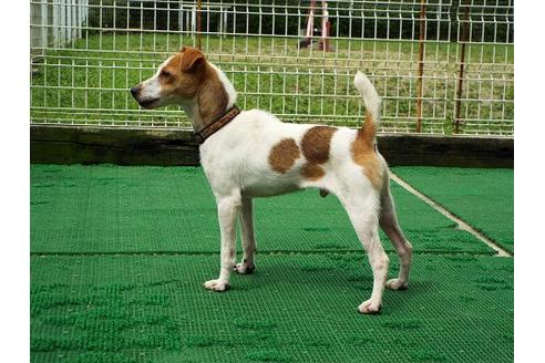 販売中のジャックラッセルテリアの親犬