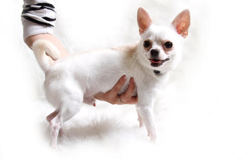 販売中のチワワの親犬