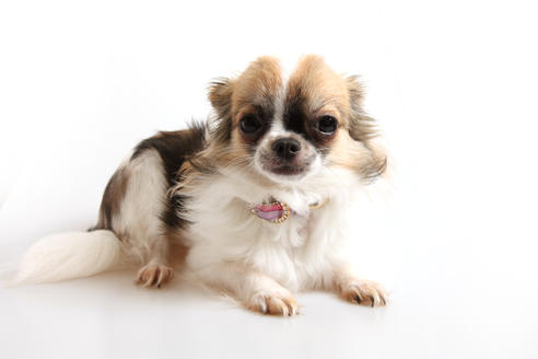 販売中のチワワの親犬