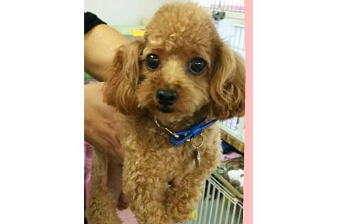 販売中のティーカッププードルの親犬