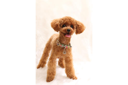 販売中のティーカッププードルの親犬