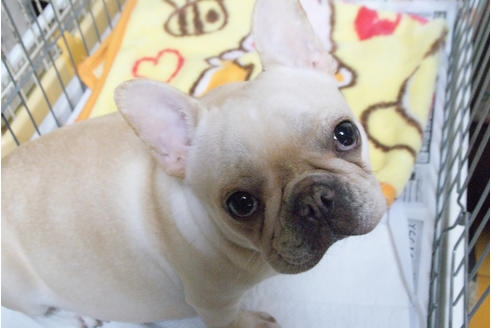 販売中のフレンチブルドッグの親犬