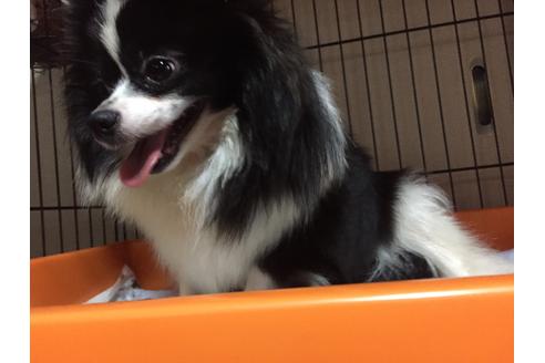 販売中のポメラニアンの親犬