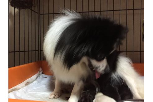 販売中のポメラニアンの親犬