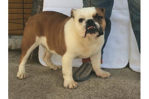販売中のブルドッグの親犬