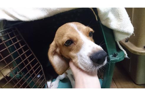 販売中のビーグルの親犬