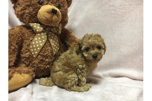 山口みち子ブリーダーの詳細の1枚目