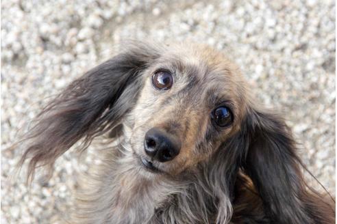 販売中のカニンヘンダックスフンドの親犬
