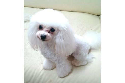 販売中のトイプードルの親犬