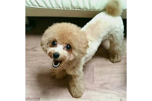 販売中のトイプードルの親犬