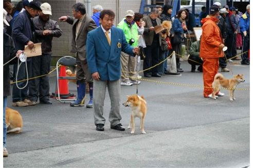 吉川栄男ブリーダーの詳細の1枚目