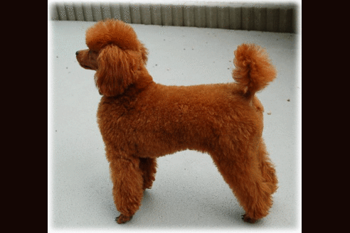 販売中のトイプードルの親犬