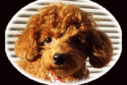 販売中のトイプードルの親犬