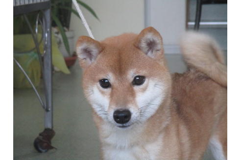 販売中の豆柴の親犬