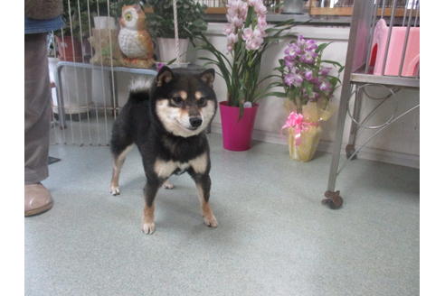 販売中の豆柴の親犬