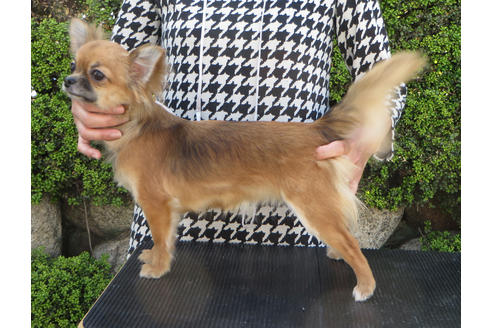 販売中のチワワ(ロングコート)の親犬