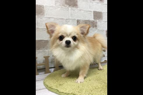 販売中のチワワの親犬