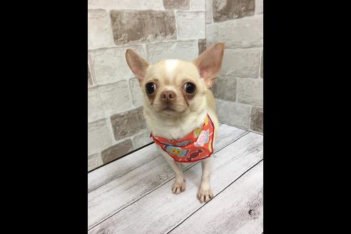 販売中のチワワの親犬