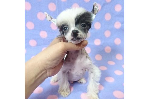 東京都のチャイニーズクレステッドドッグ 男の子 16 12 03生まれ ホワイトブラック 子犬id ブリーダーナビ 東京都のチャイニーズクレステッドドッグ 男の子 16 12 03生まれ ホワイトブラック 子犬id ブリーダーナビ
